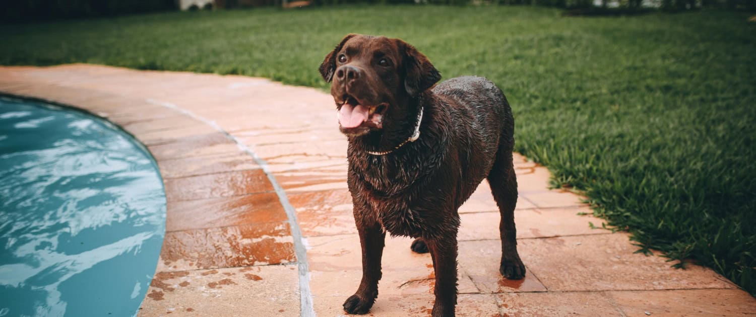 Dog Playing by the Pool