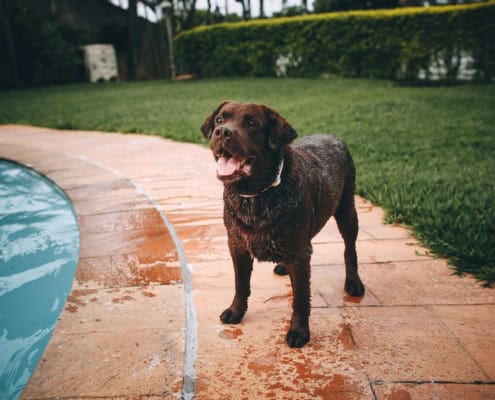 Dog Playing by the Pool