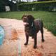 Dog Playing by the Pool