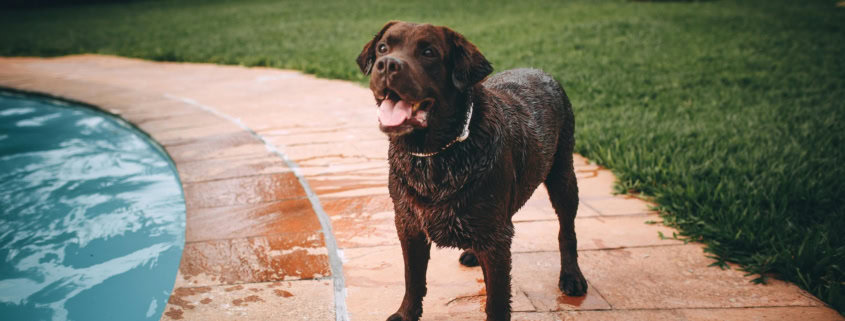 Dog Playing by the Pool